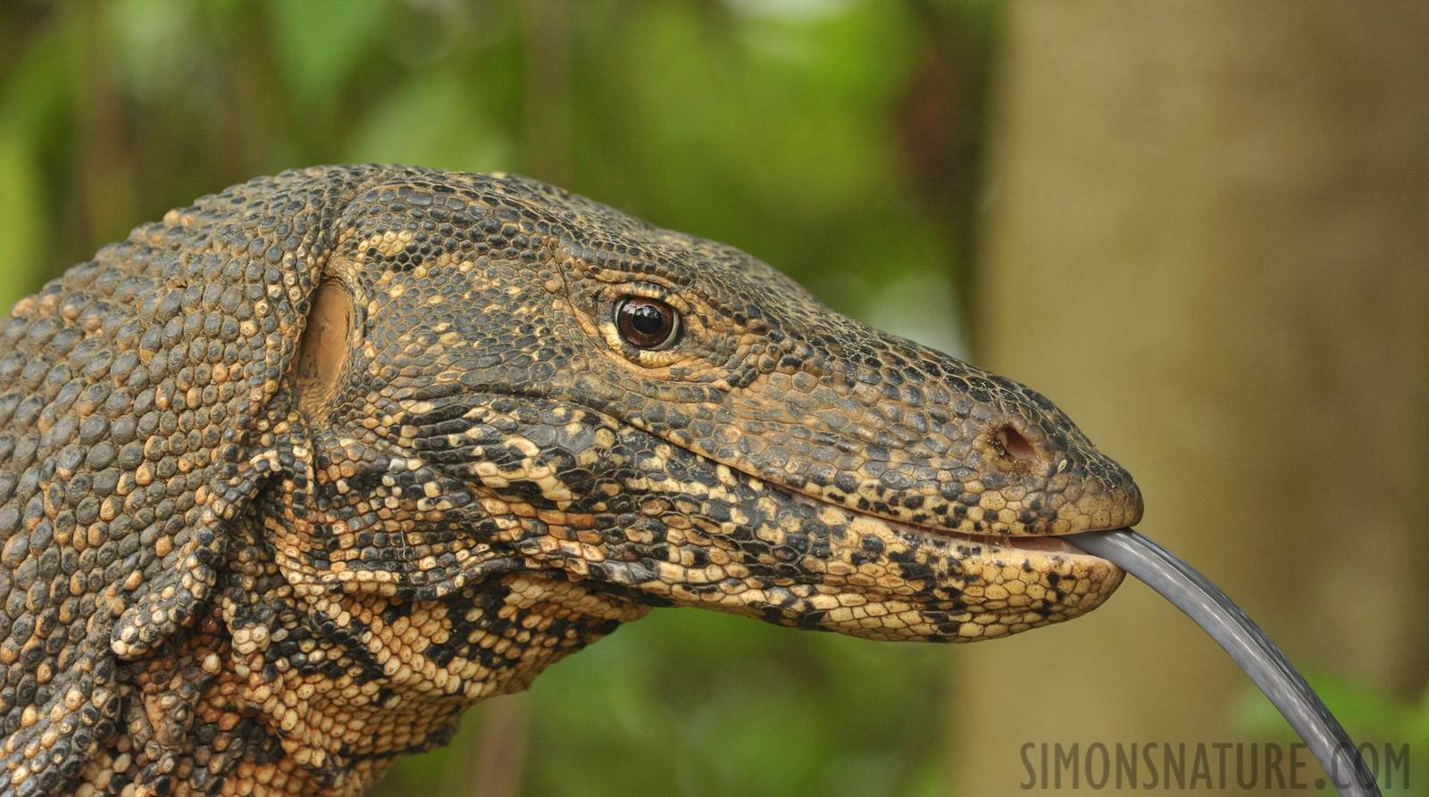 Varanus salvator salvator [550 mm, 1/320 Sek. bei f / 8.0, ISO 2500]